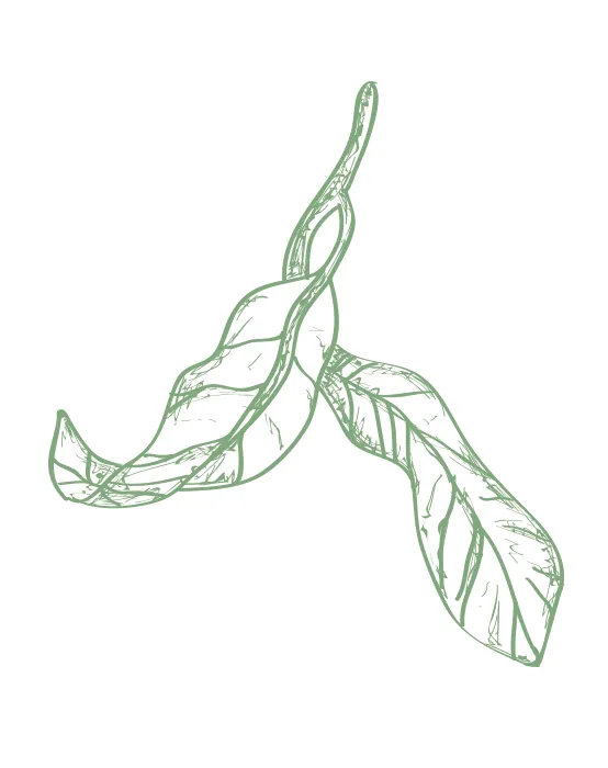 Illustration: Bärentraubenblätter geschnitten