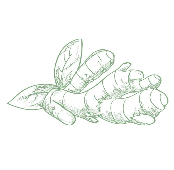 Illustration: Bertramwurzel geschnitten