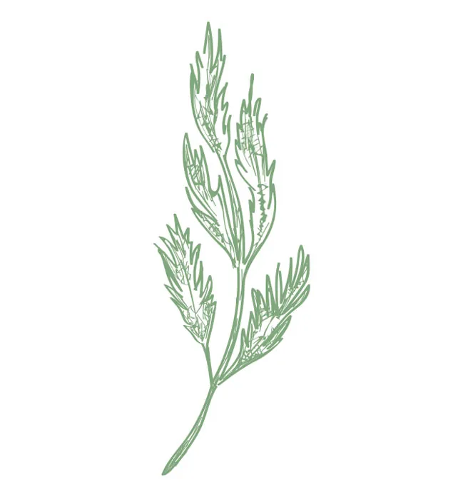 Illustration: Borretschkraut geschnitten