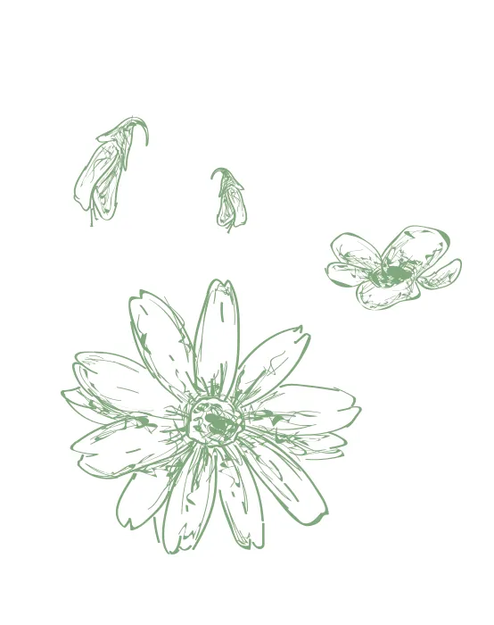 Illustration: Hibiscusblüten ganz